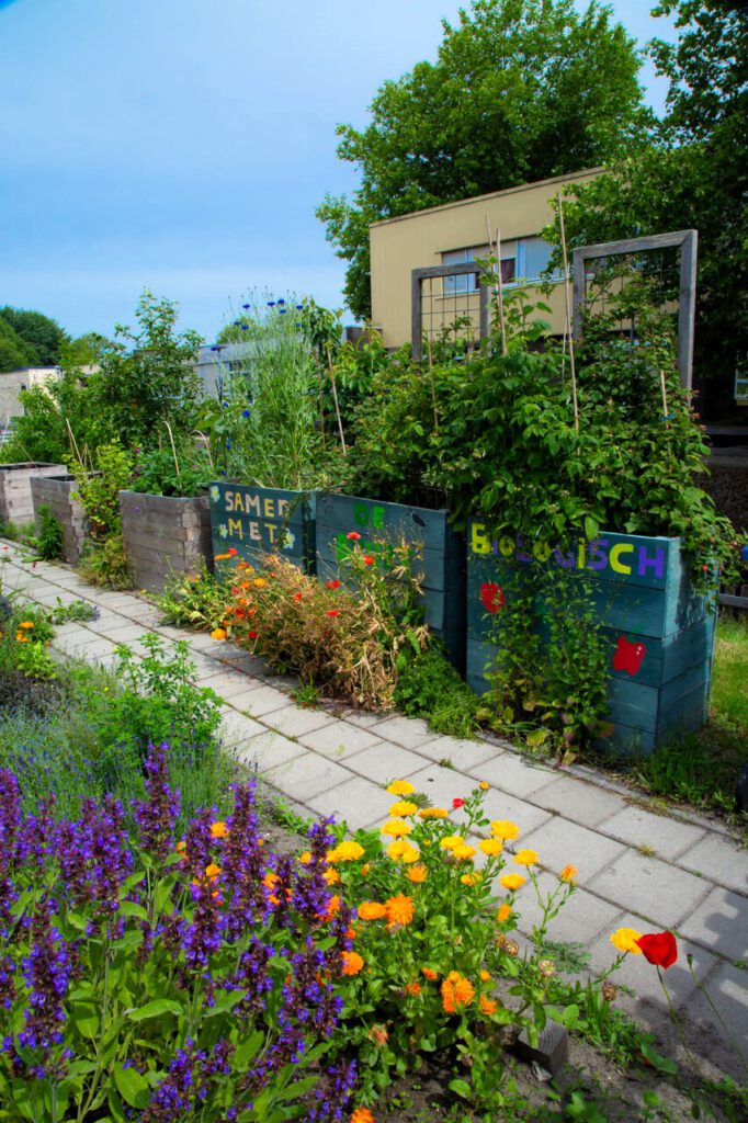 De groene tuin van de ZilverEsdoorn